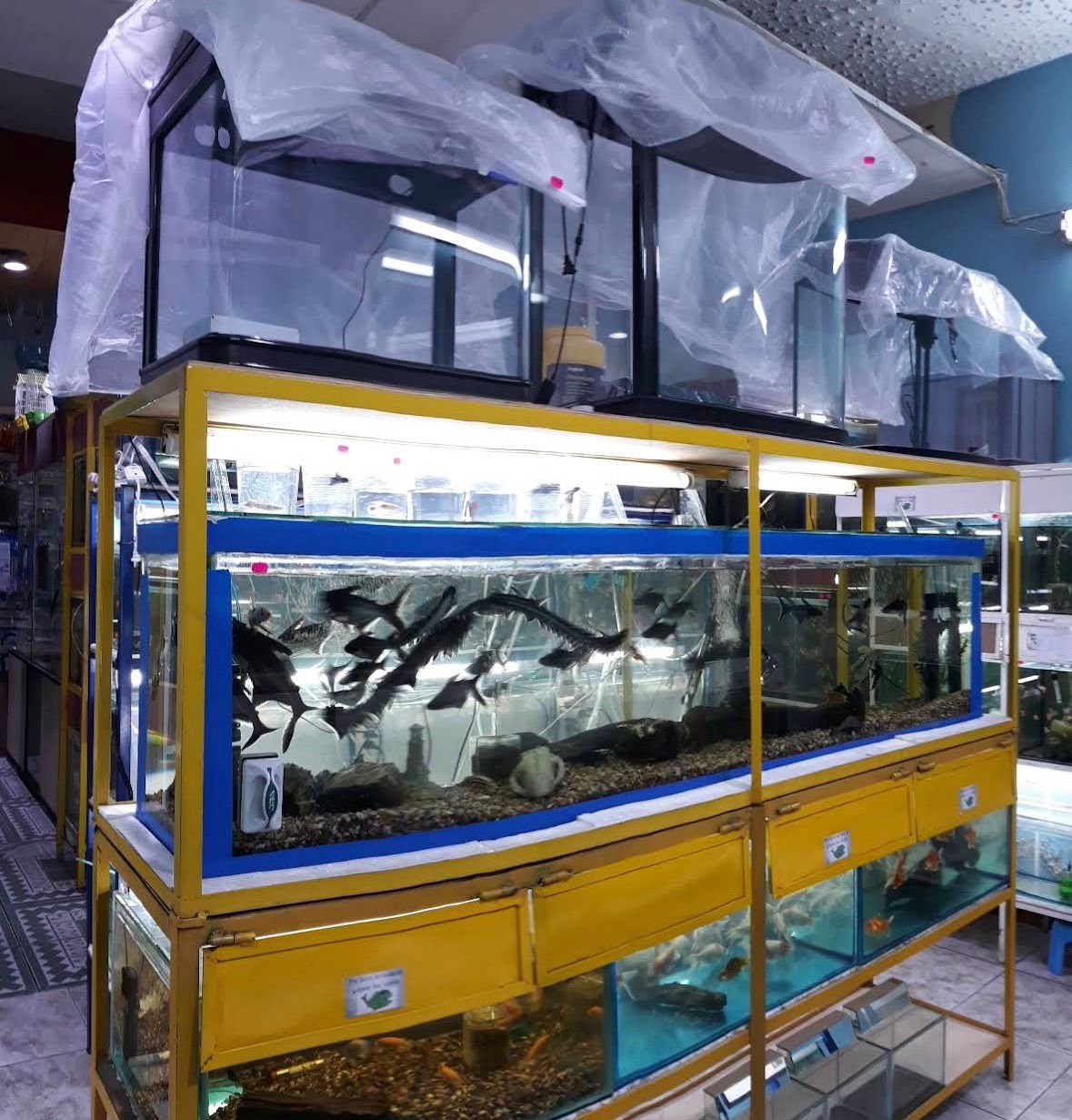 Exhibición de peces